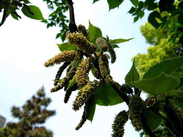 構(gòu)樹(shù)花