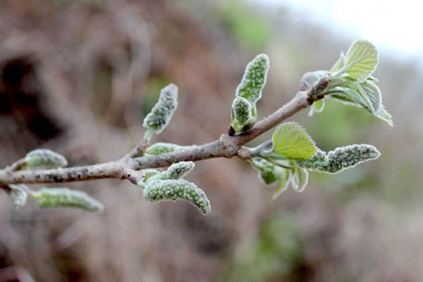 構(gòu)樹(shù)花