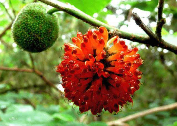 構(gòu)樹(shù)果實(shí)