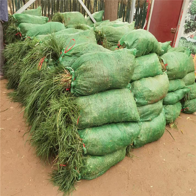 蘭花三七長景園林沭陽 蘭花三七長景園林沭陽