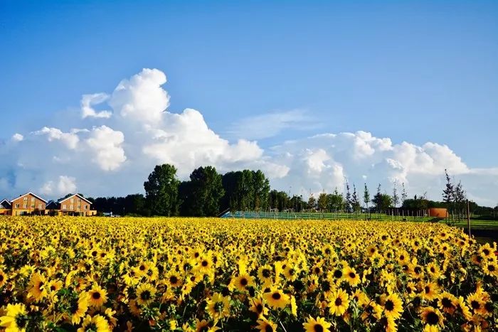 無(wú)限陽(yáng)光系列向日葵 無(wú)限陽(yáng)光系列向日葵