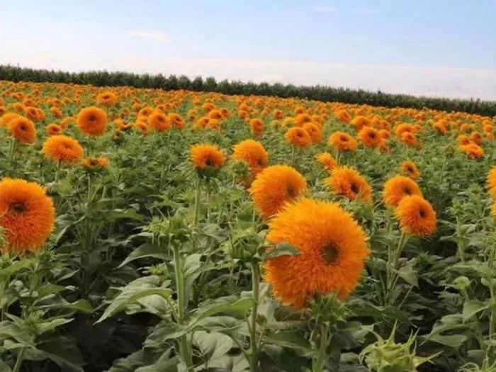 輝煌系列向日葵 輝煌系列向日葵