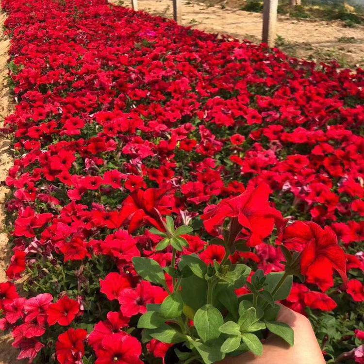 大紅色喇叭花 大紅色喇叭花