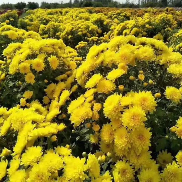 金絲皇菊 金絲皇菊