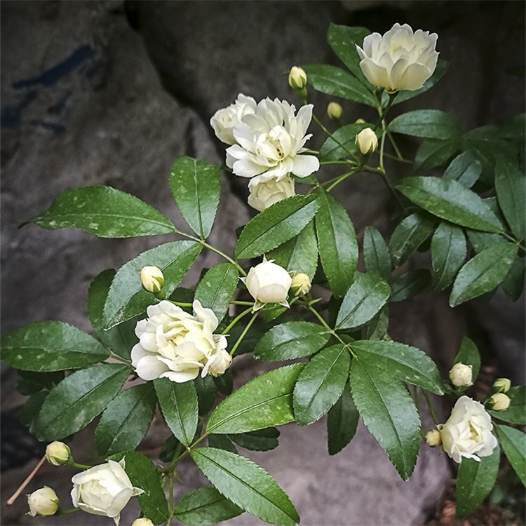 白色木香 白色木香