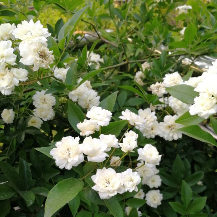 白色木香 白色木香